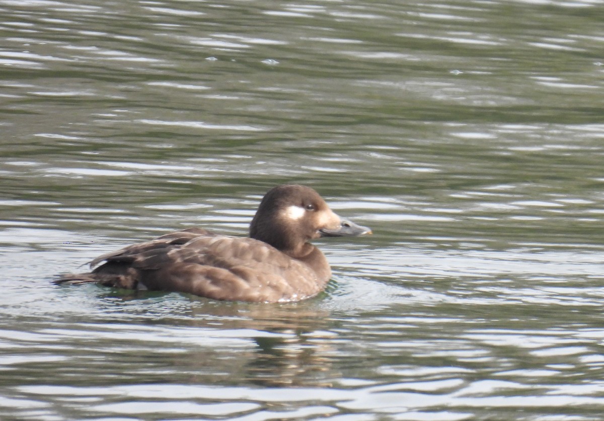 Höckersamtente - ML646486845