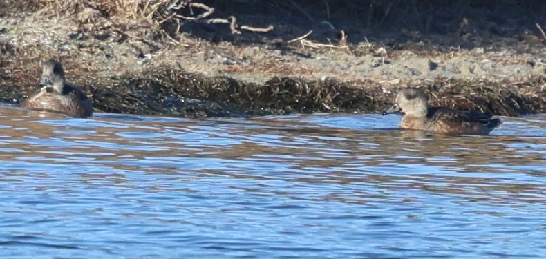 ברווז אפור - ML646486846