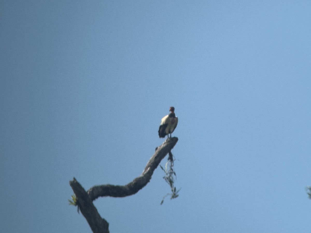 King Vulture - ML646486848