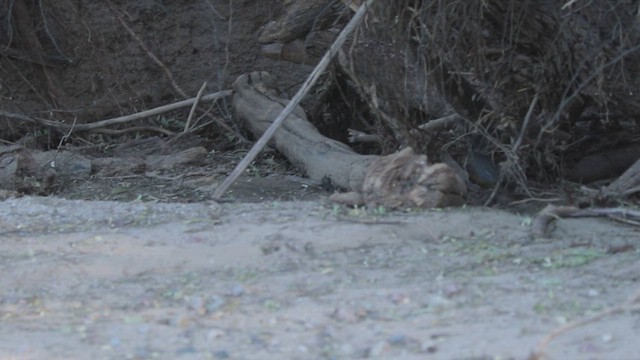 Fan-tailed Warbler - ML646486849