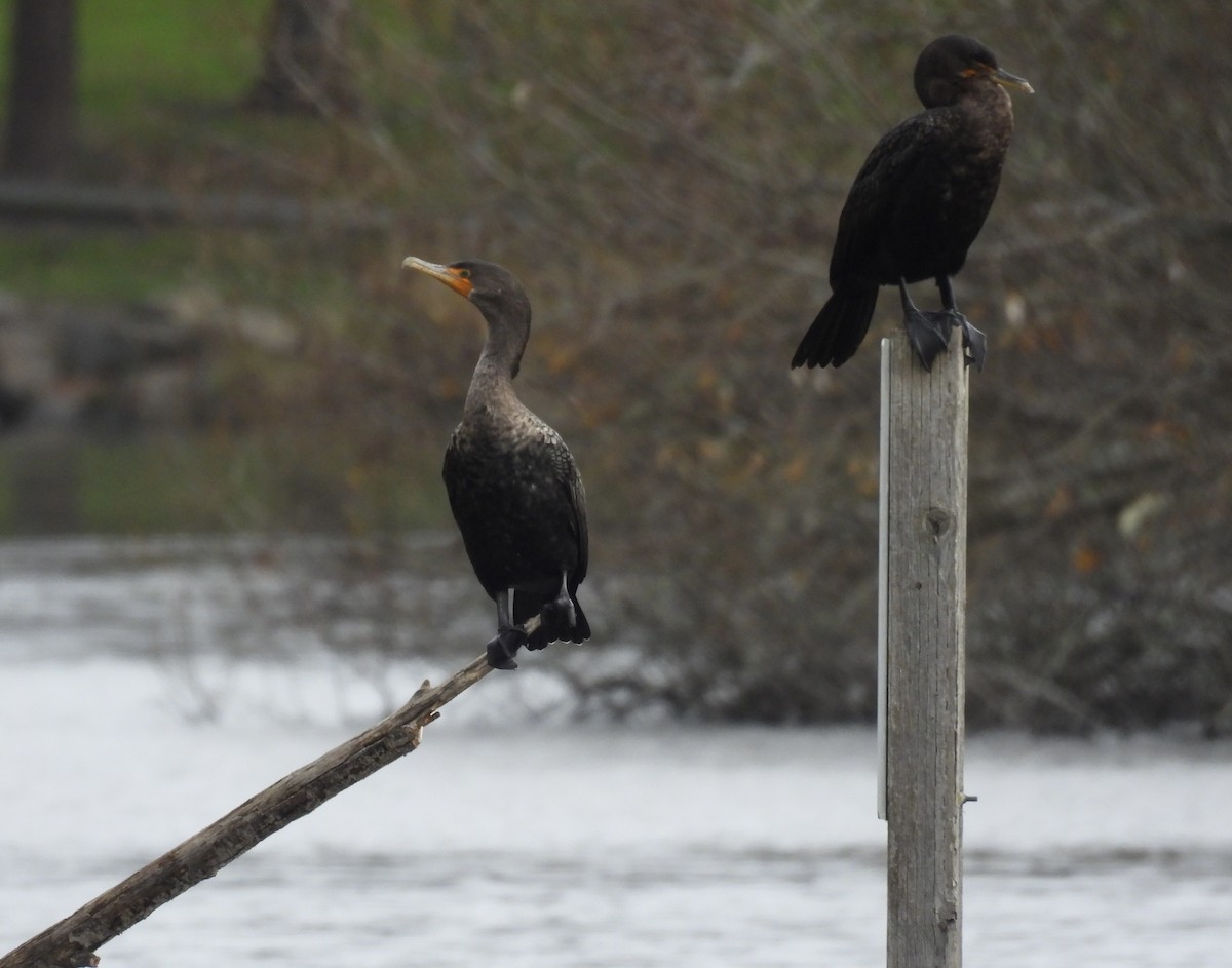 Double-crested Cormorant - ML646486852