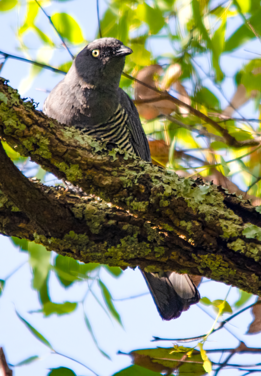 ヨコジマカッコウサンショウクイ - ML646486854