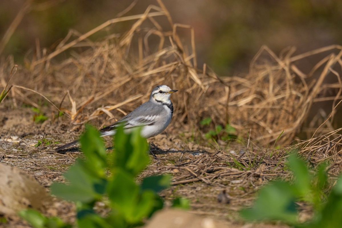 Lavandera Blanca - ML646486855