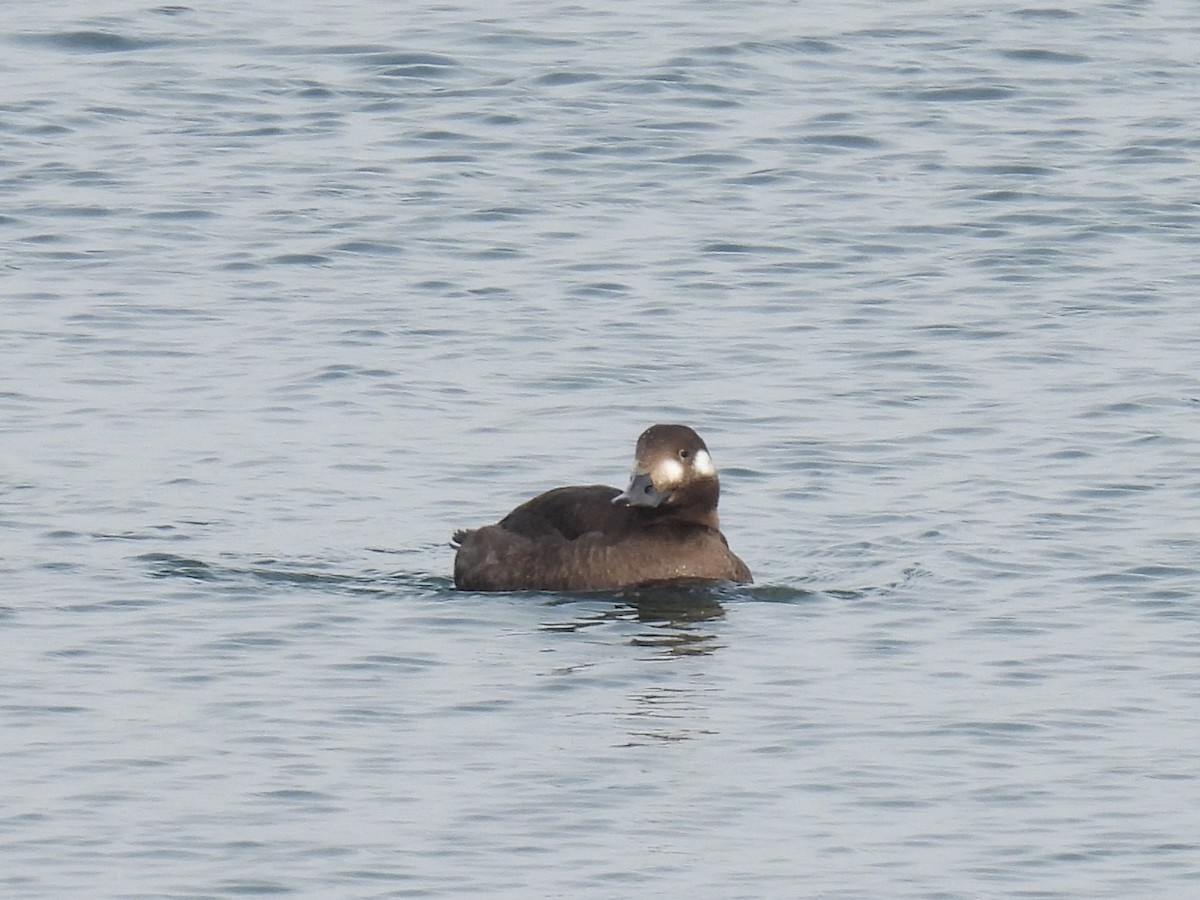 Höckersamtente - ML646486857