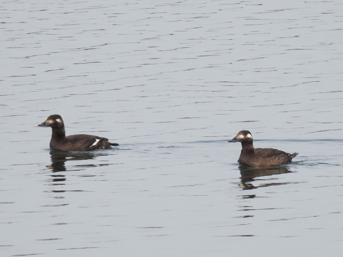 Höckersamtente - ML646486858