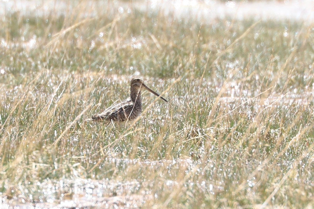 マゼランタシギ - ML646486860