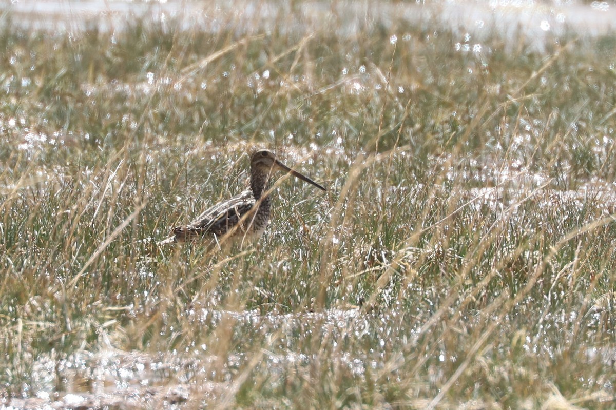 マゼランタシギ - ML646486861