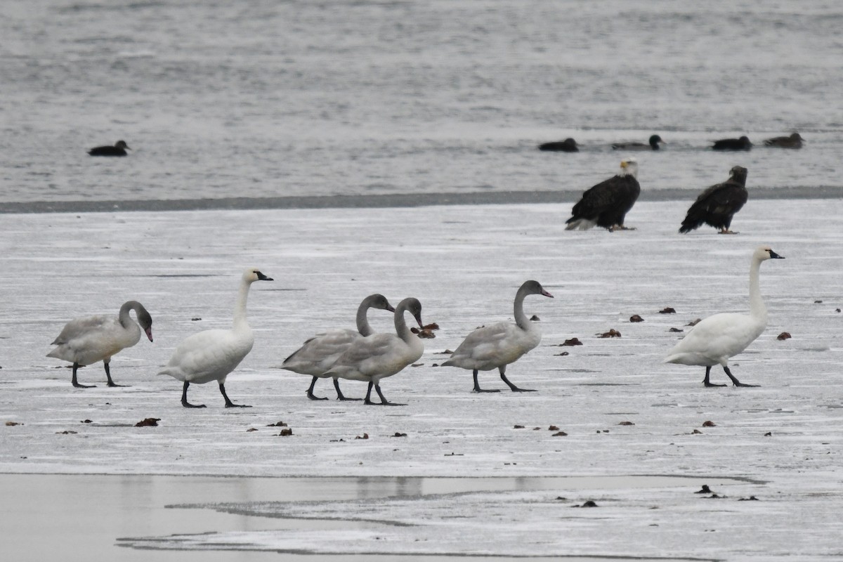 Bald Eagle - ML646486865