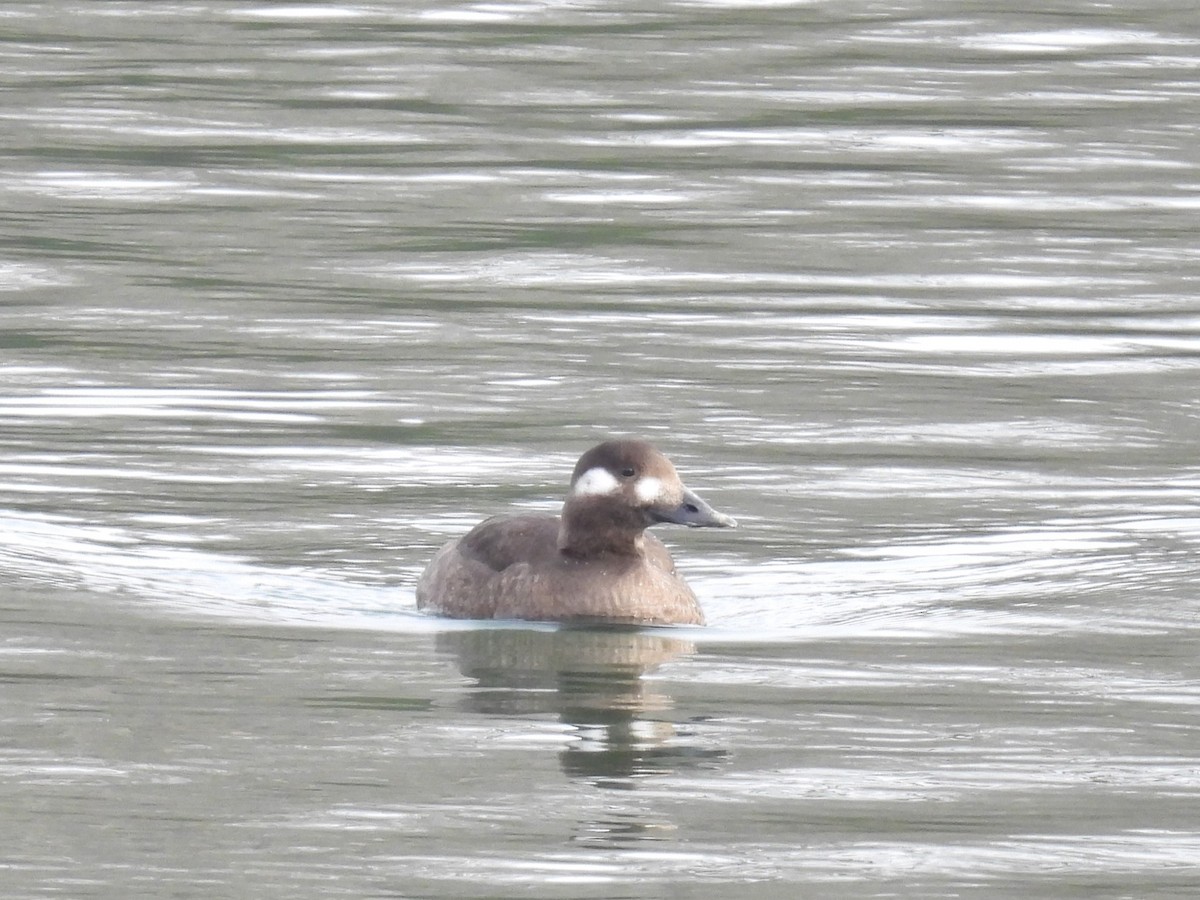 Höckersamtente - ML646486868