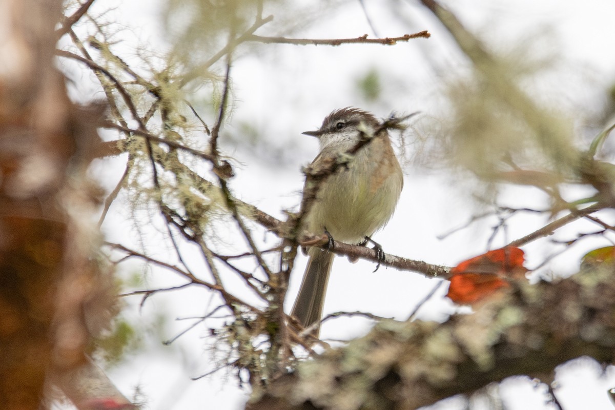White-throated Tyrannulet - ML646486869