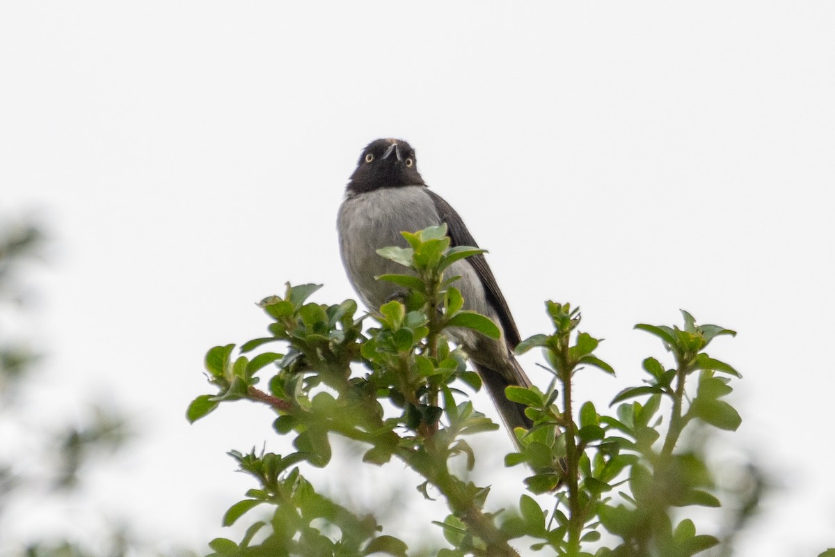 Black-headed Hemispingus - ML646486872