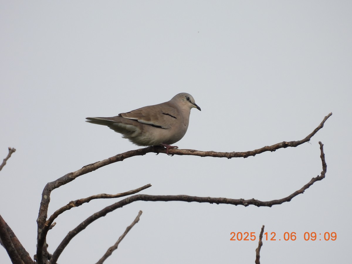 holoubek pikui - ML646486874