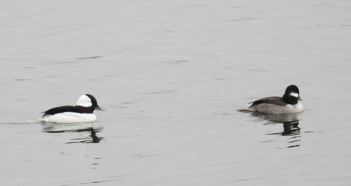 Büffelkopfente - ML646486875