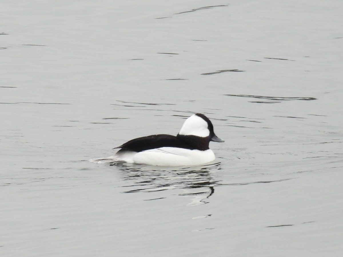 Büffelkopfente - ML646486890