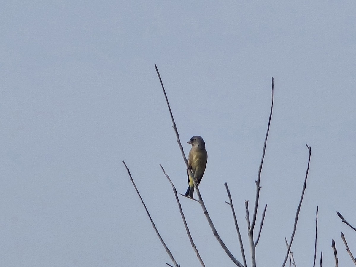 Oriental Greenfinch - ML646486891