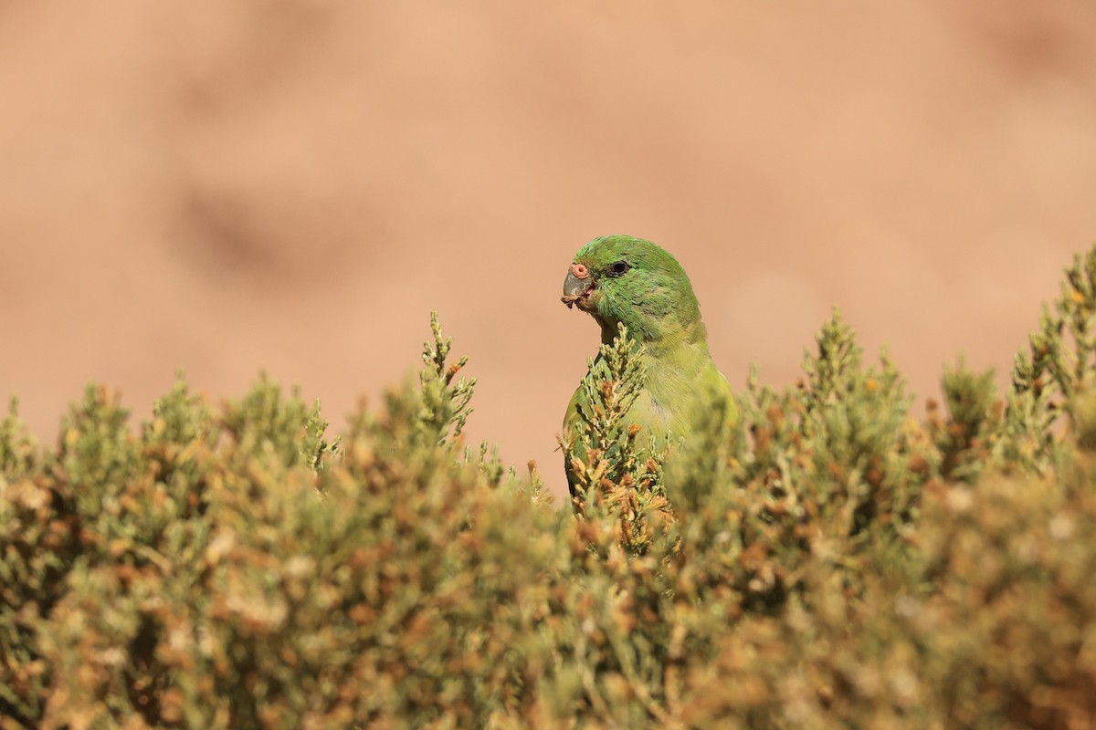 Mountain Parakeet - ML646486911