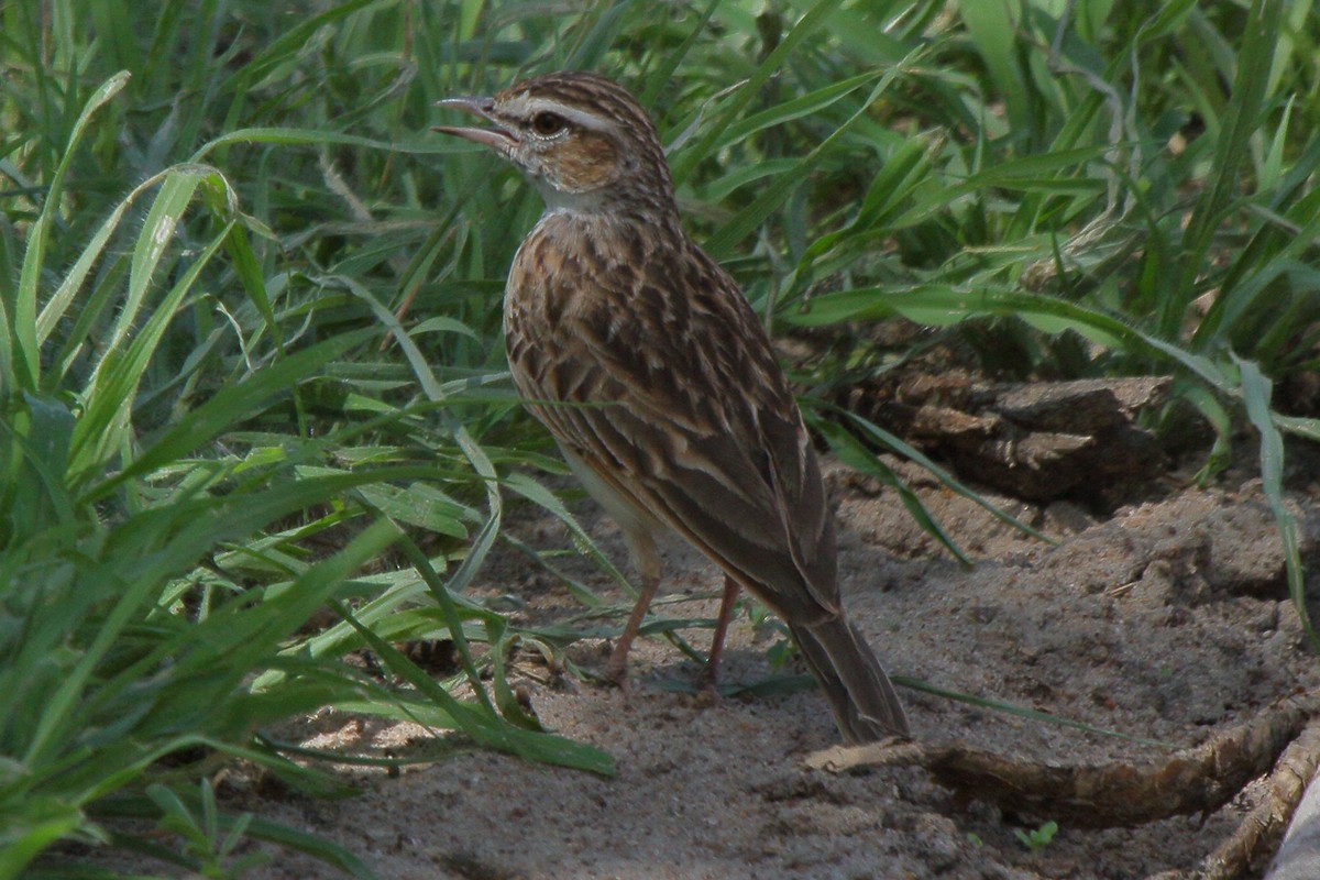 Fawn-colored Lark (Foxy) - ML646486912