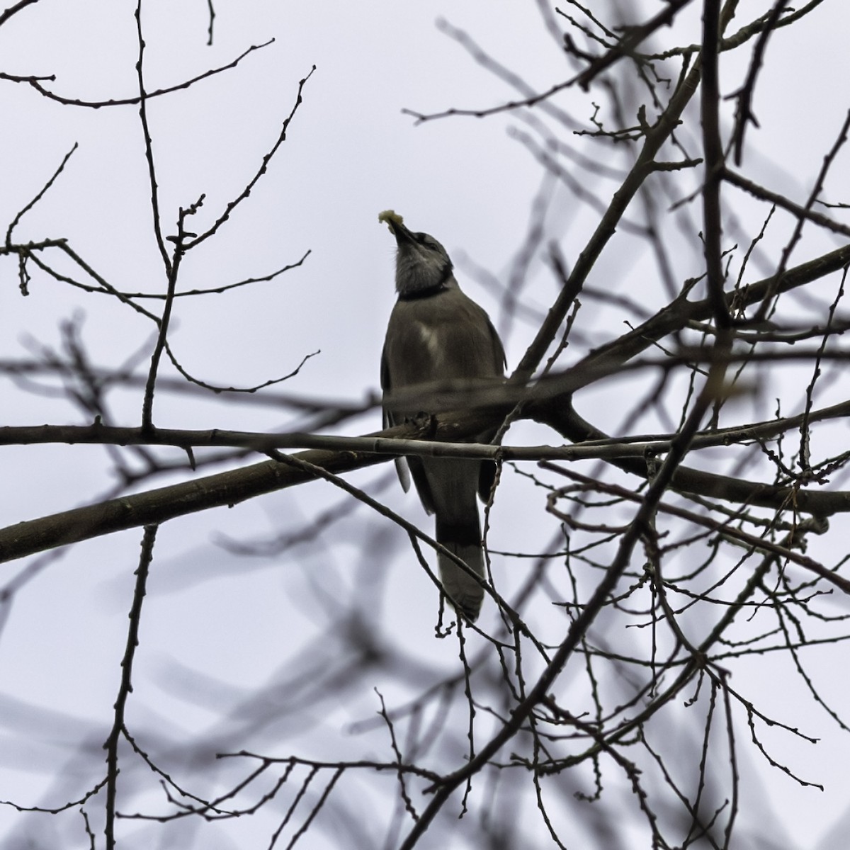 Blue Jay - ML646486925