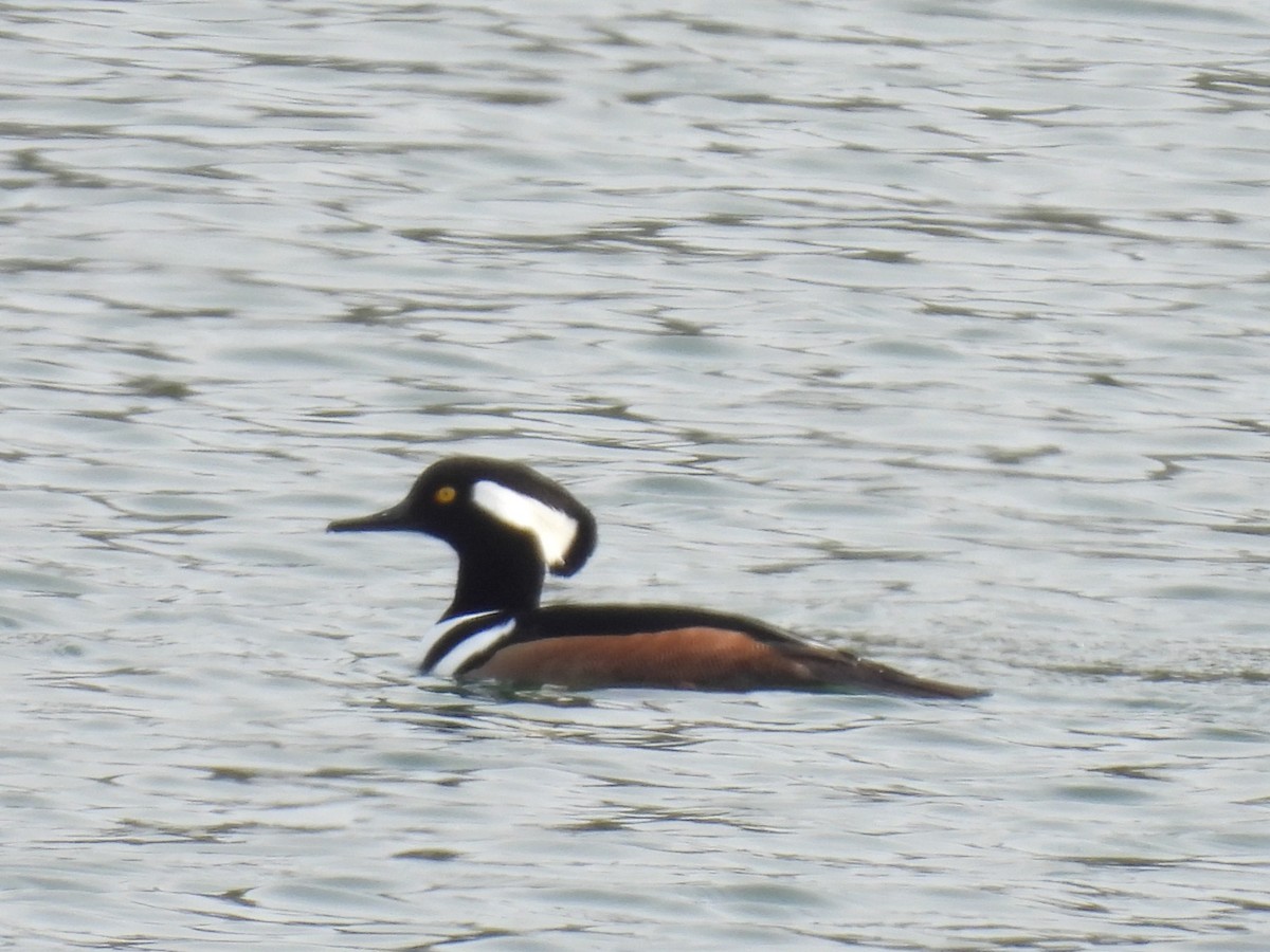 Kappensäger - ML646486926