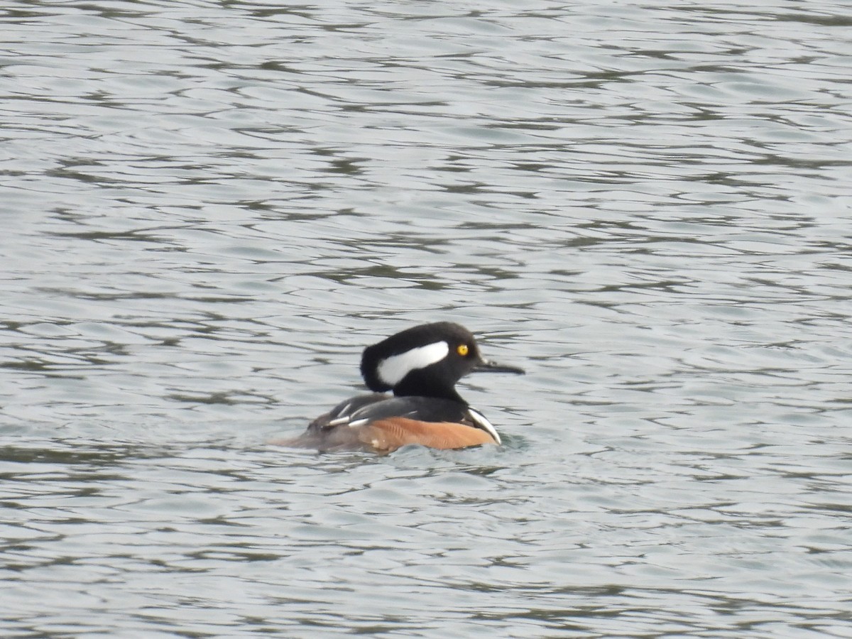 Kappensäger - ML646486927