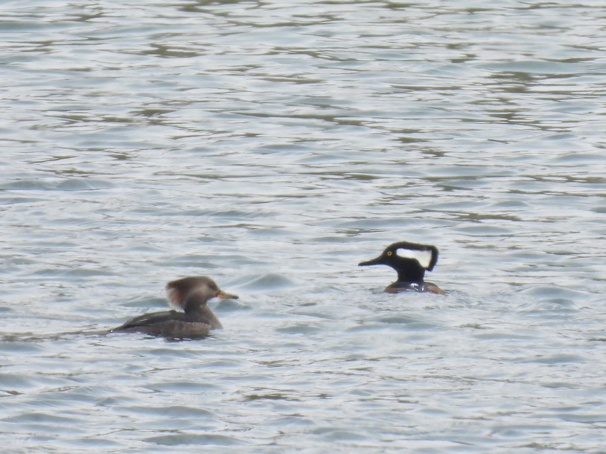 Kappensäger - ML646486928