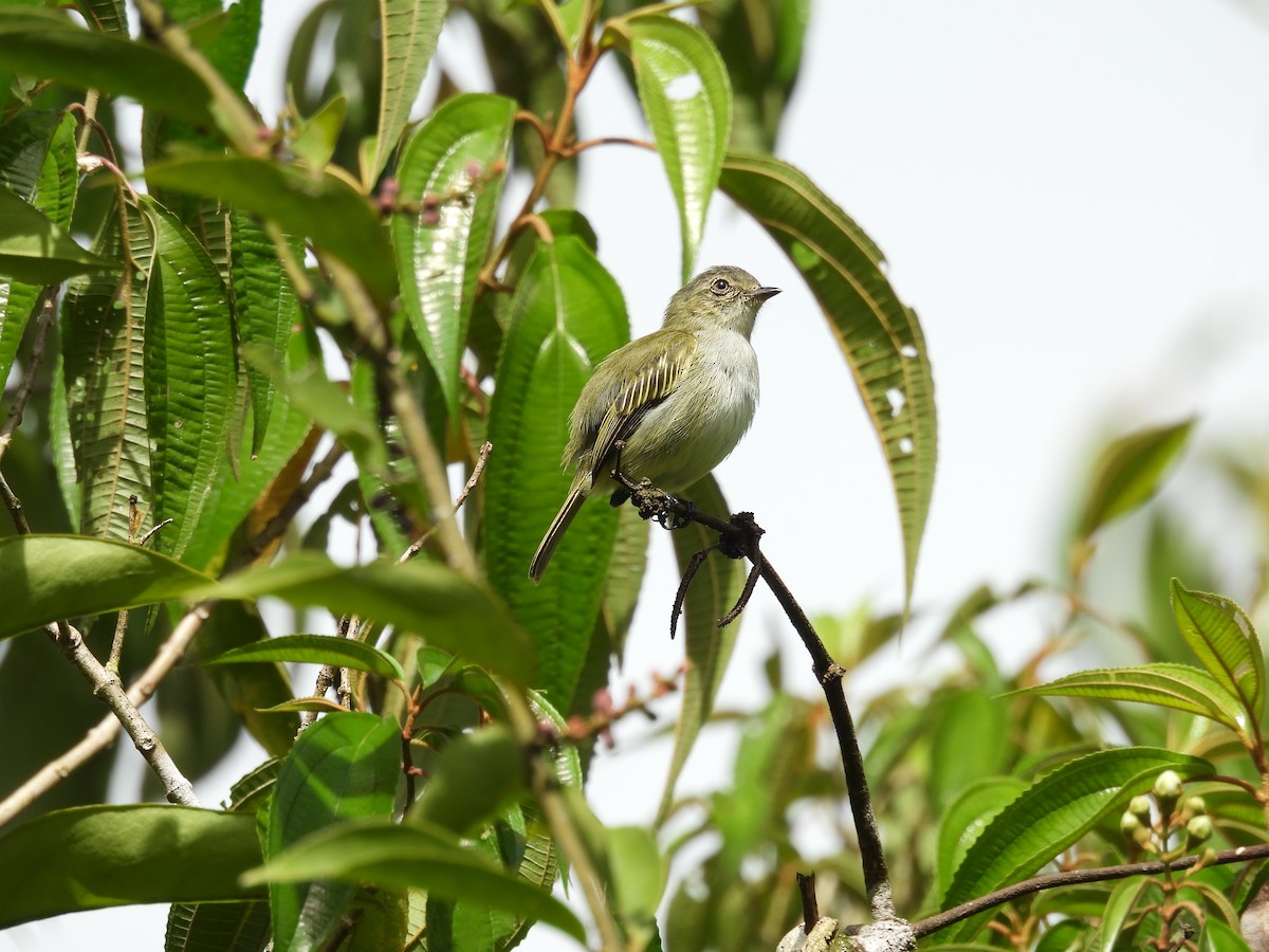 Mistletoe Tyrannulet - ML646486931