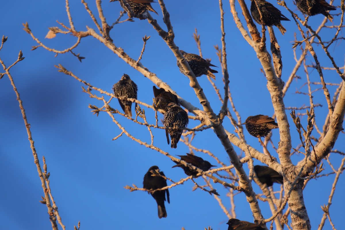 špaček obecný - ML646486932