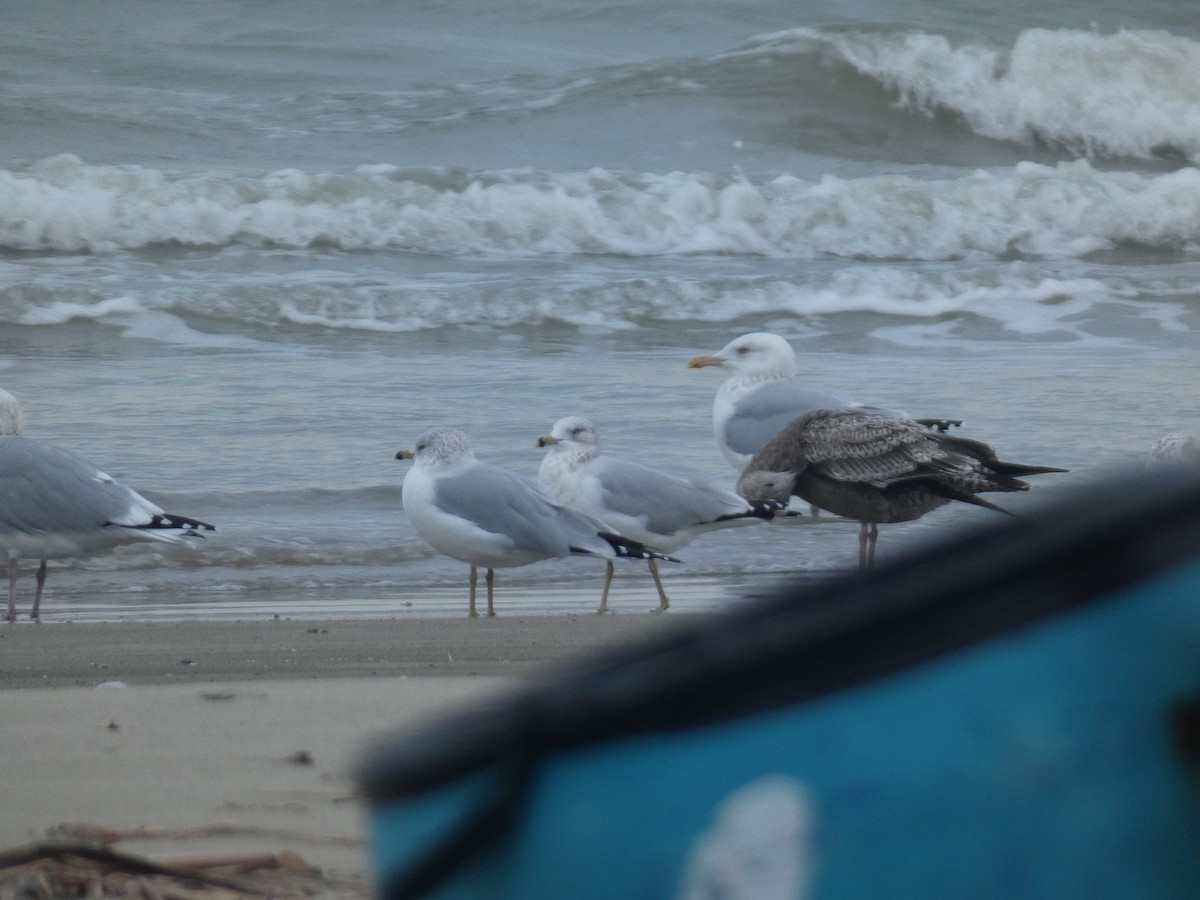 American Herring Gull - ML646486933