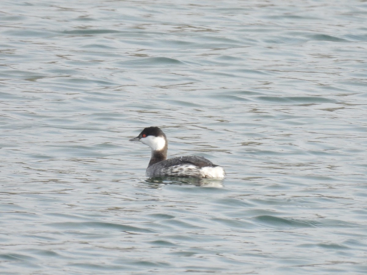 Ohrentaucher - ML646486936