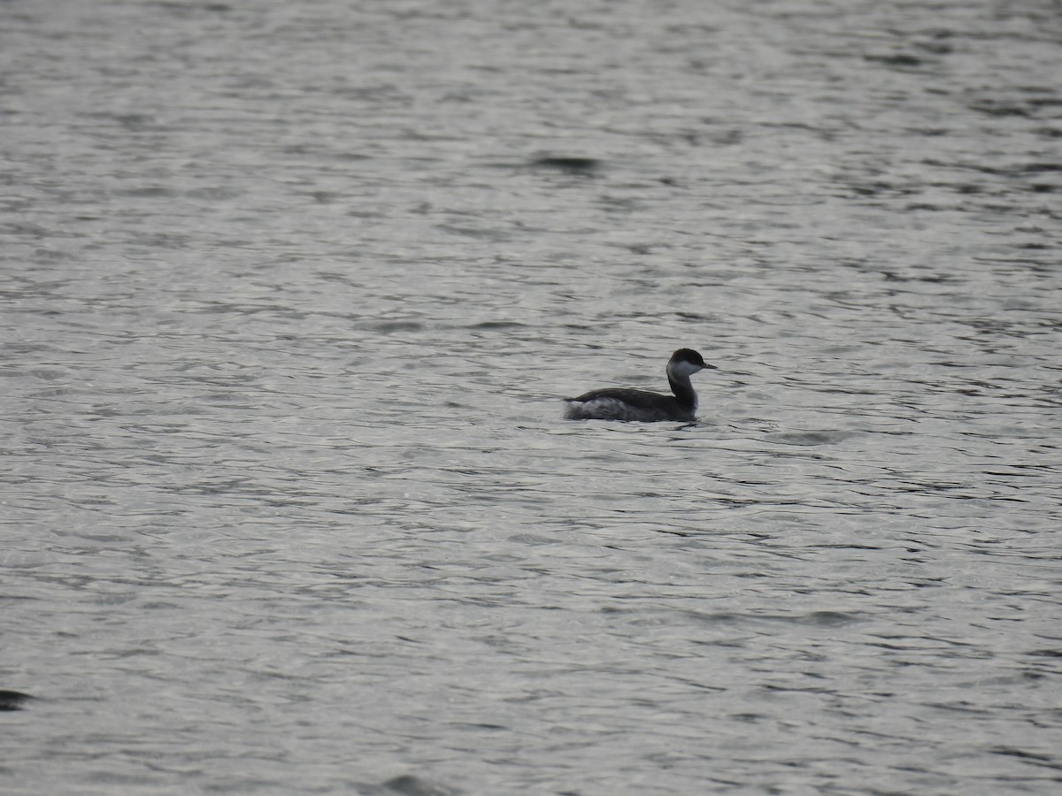 Ohrentaucher - ML646486937