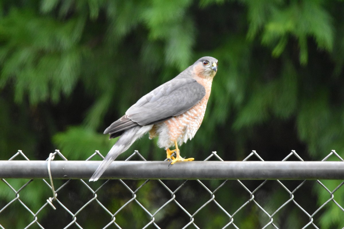 Sharp-shinned Hawk - ML646486938
