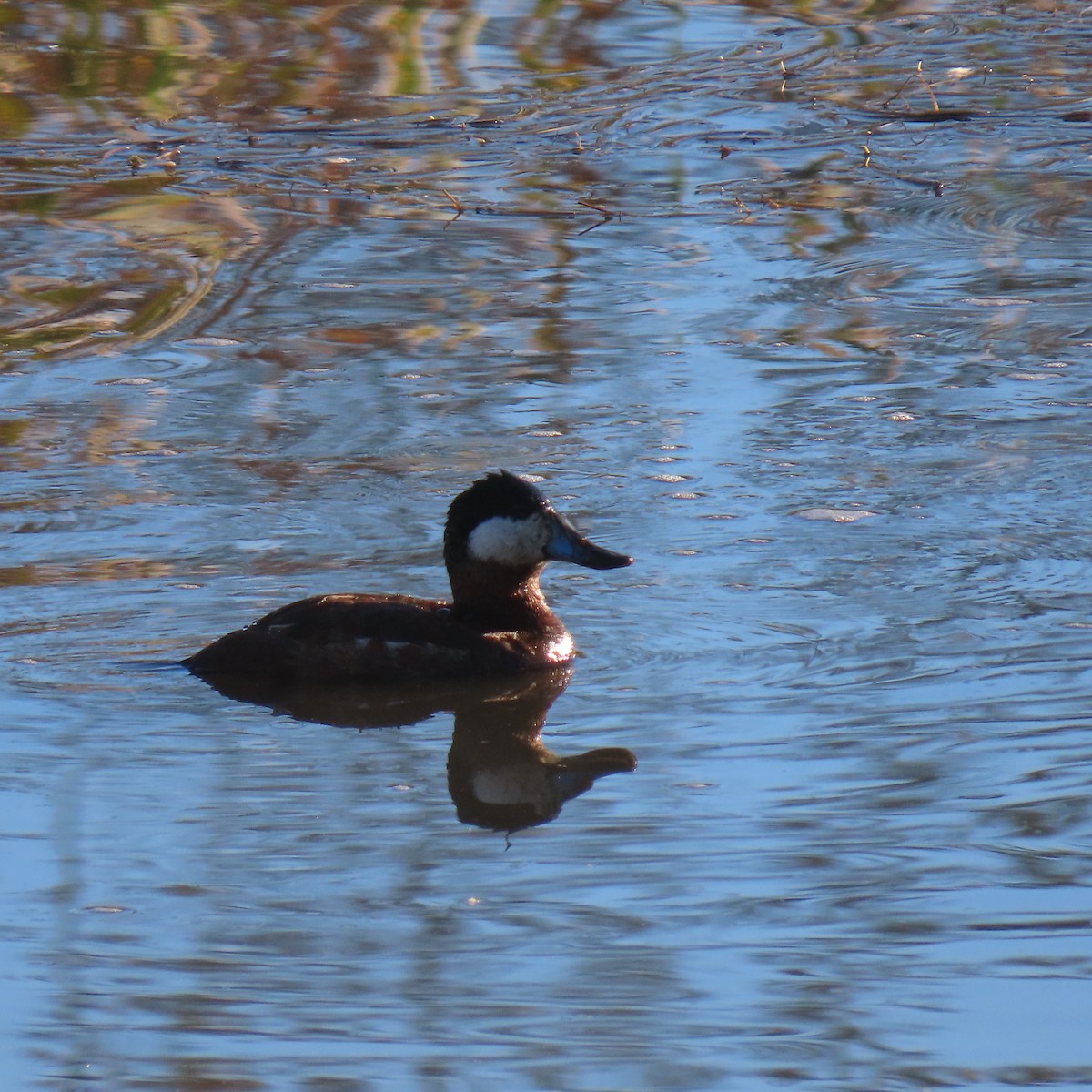 kobberand - ML646486940