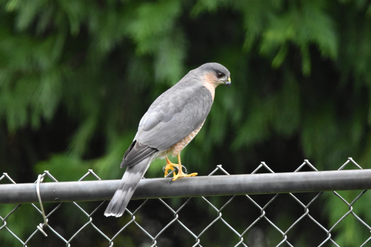 Sharp-shinned Hawk - ML646486943