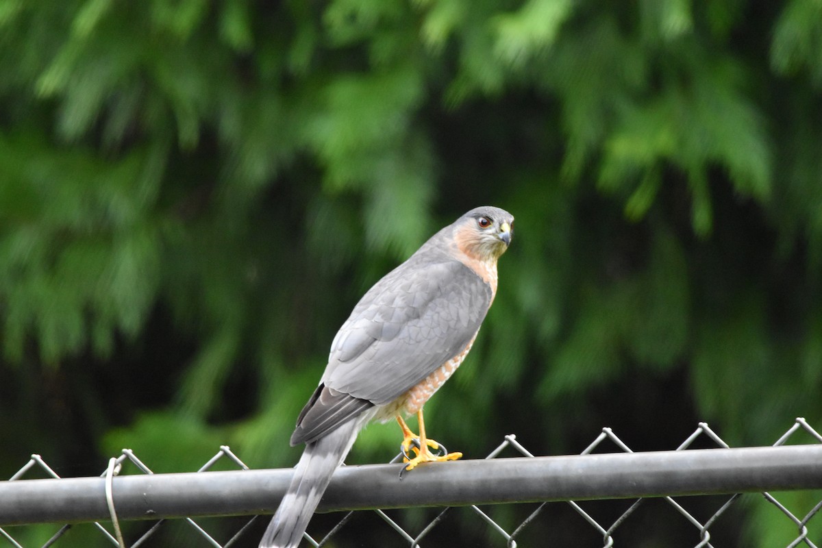 Sharp-shinned Hawk - ML646486945