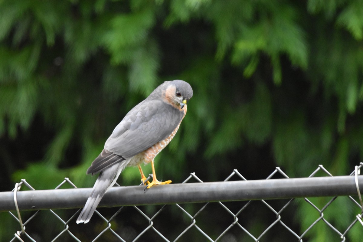 Sharp-shinned Hawk - ML646486950