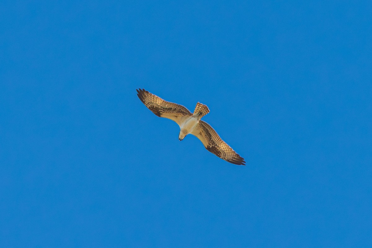 Osprey - ML646486961
