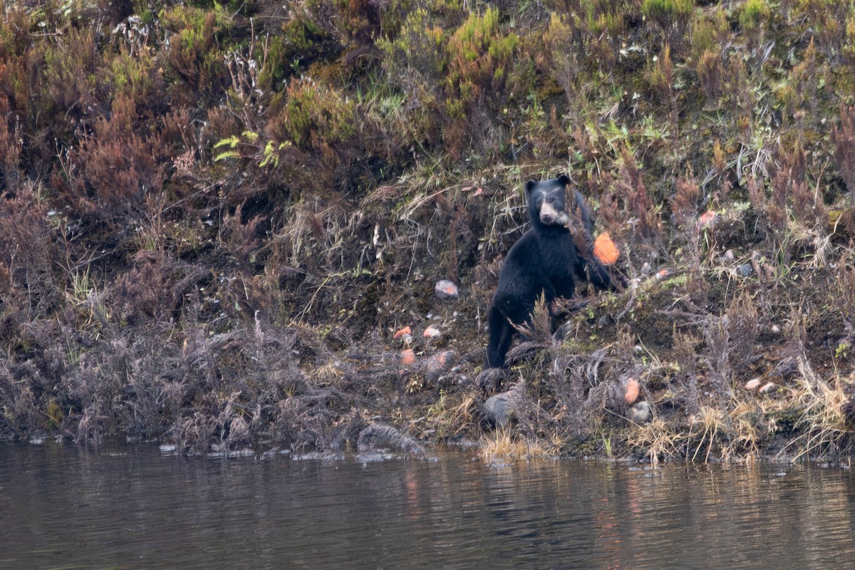 Spectacled Bear - ML646486963