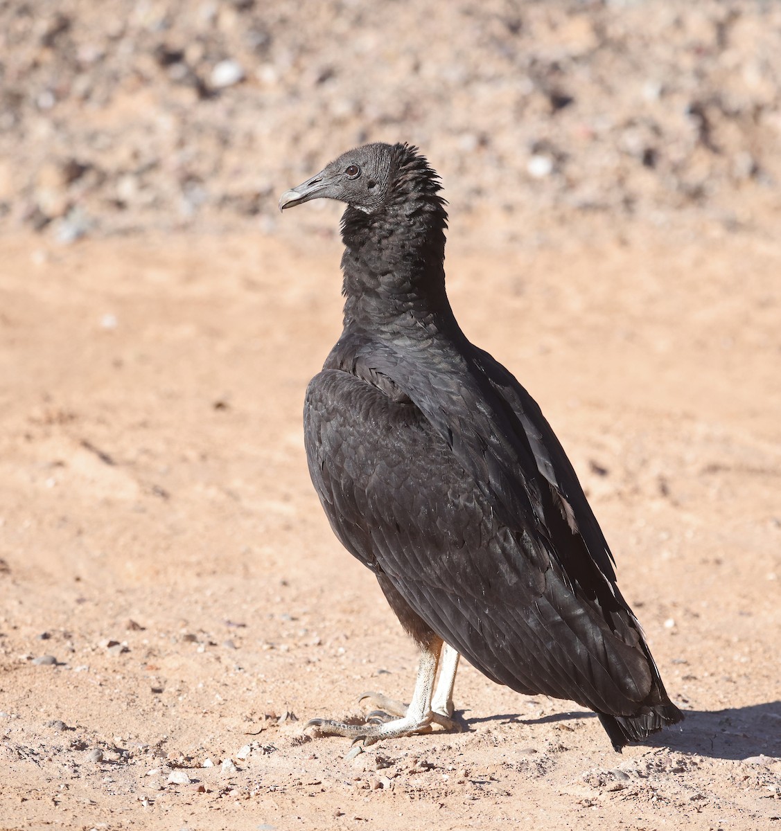 Black Vulture - ML646486965