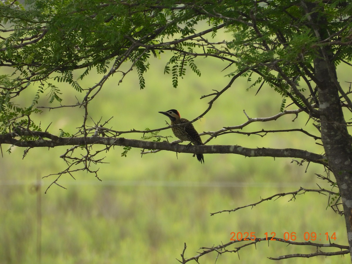 Green-barred Woodpecker - ML646486966