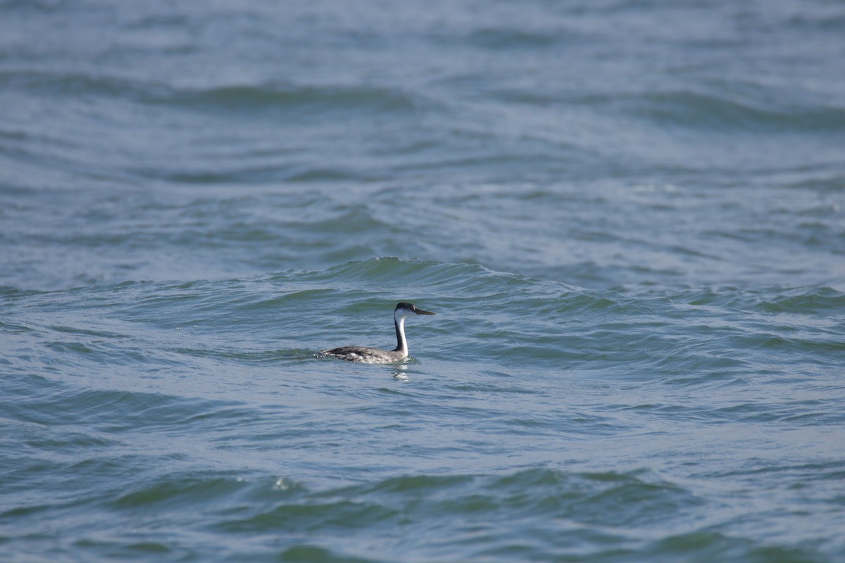 Western Grebe - ML646486967