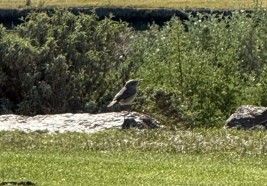 Rock Wren - ML646486971