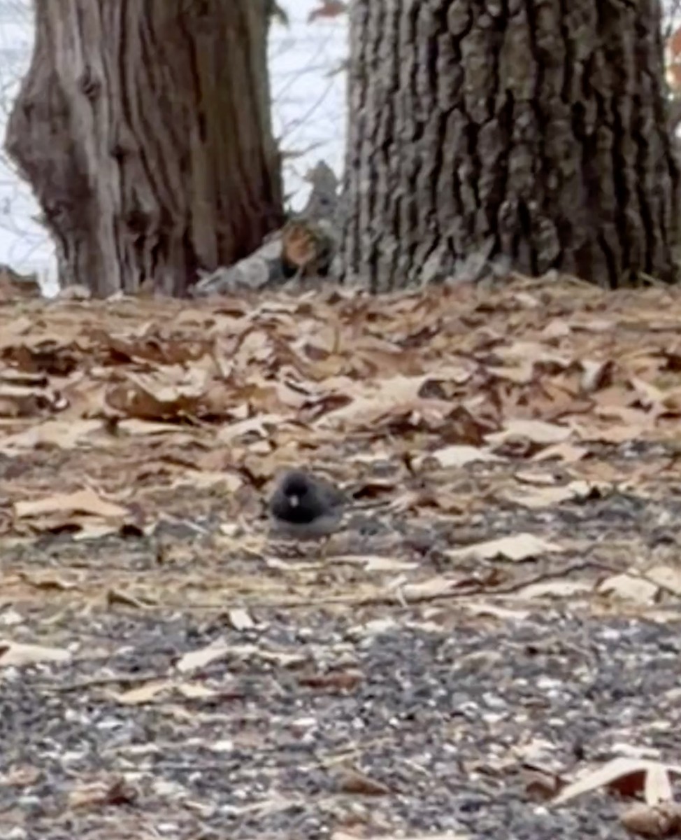 Dark-eyed Junco (Slate-colored) - ML646486977