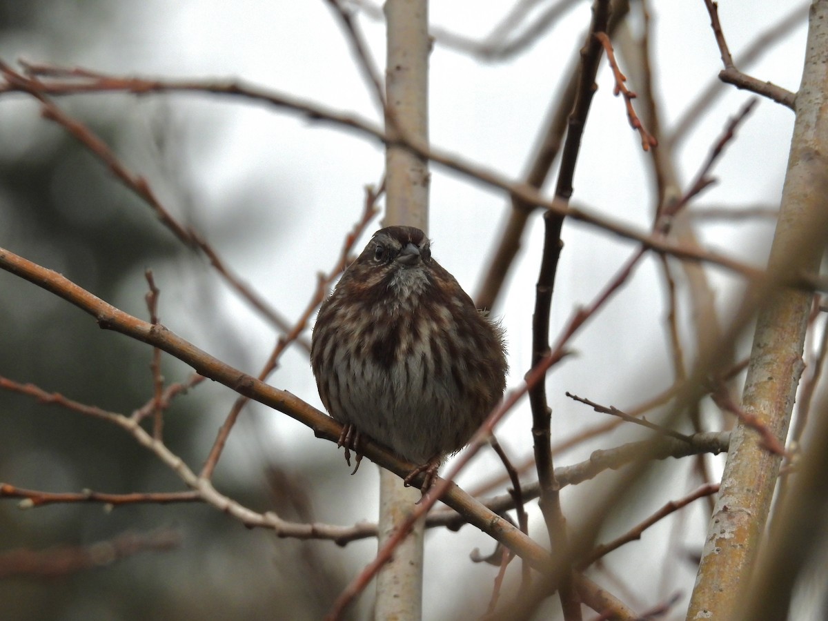 Song Sparrow - ML646486979