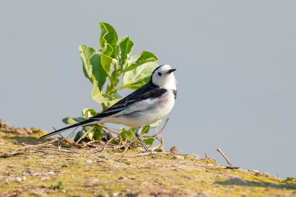 Lavandera Blanca - ML646486982