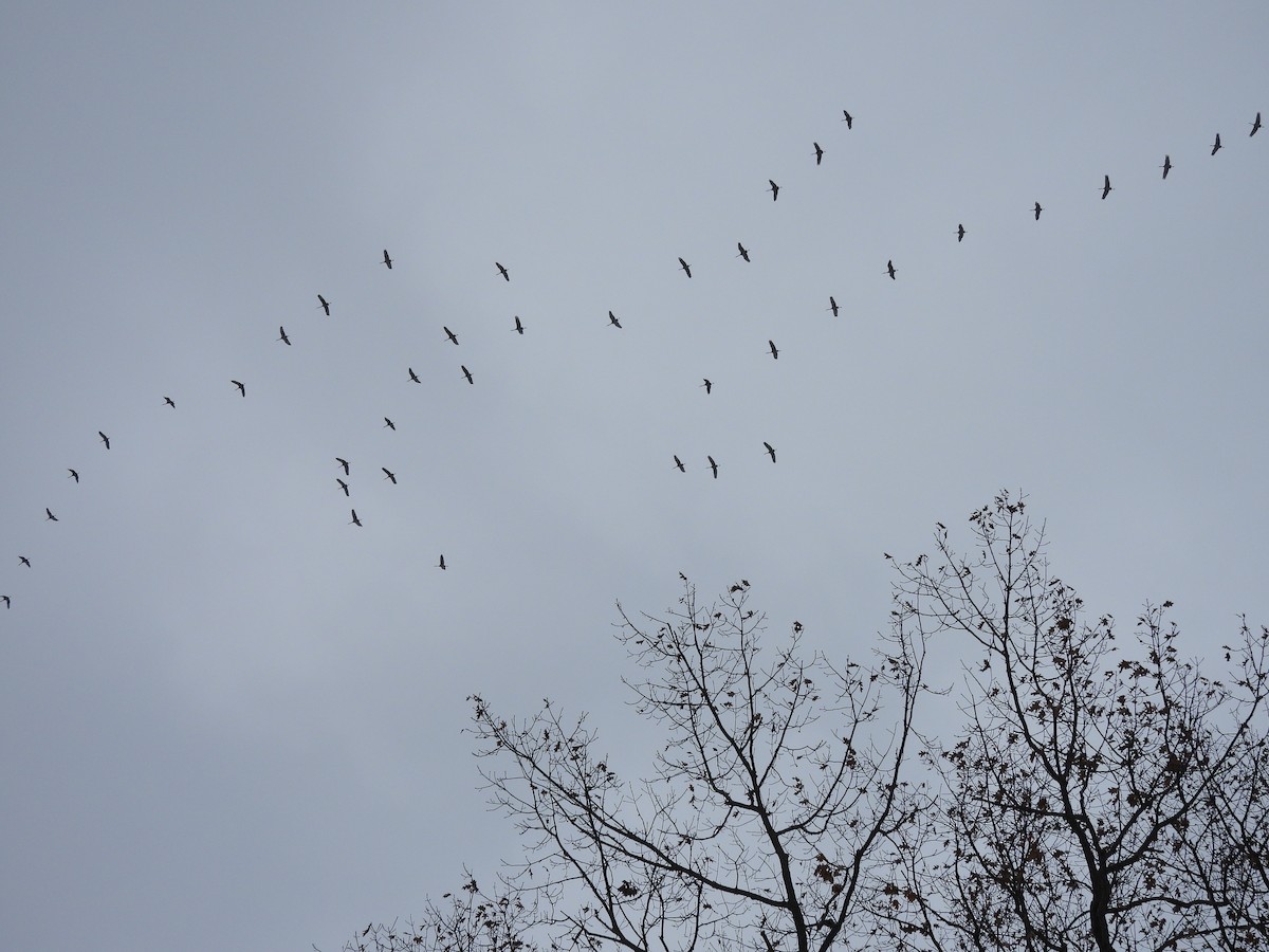 Sandhill Crane - ML646486990