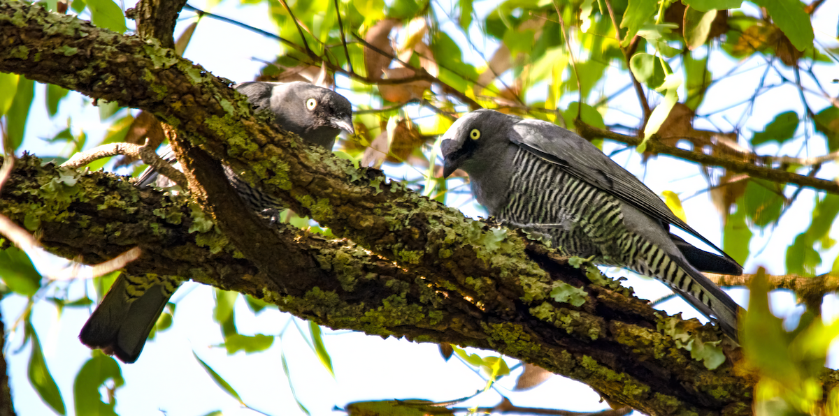 ヨコジマカッコウサンショウクイ - ML646486993