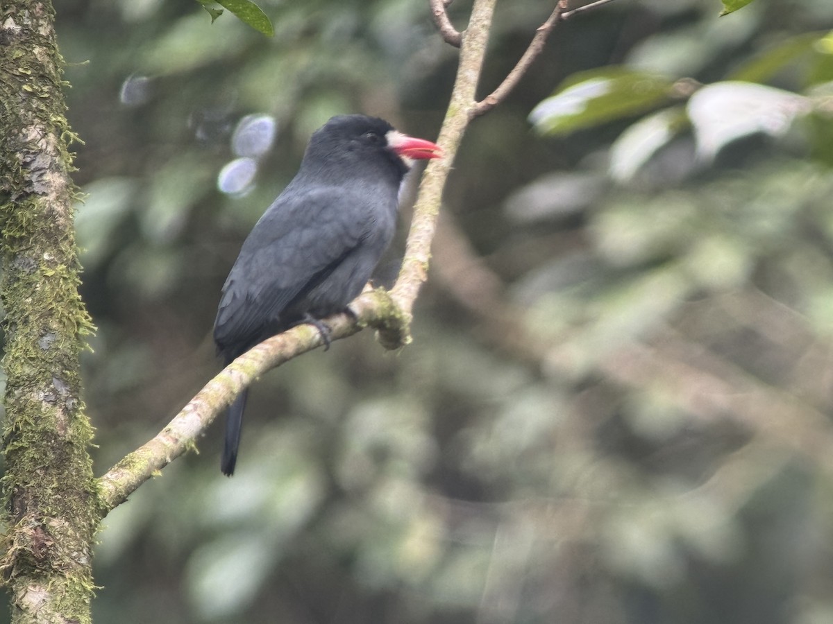 White-fronted Nunbird - ML646486994