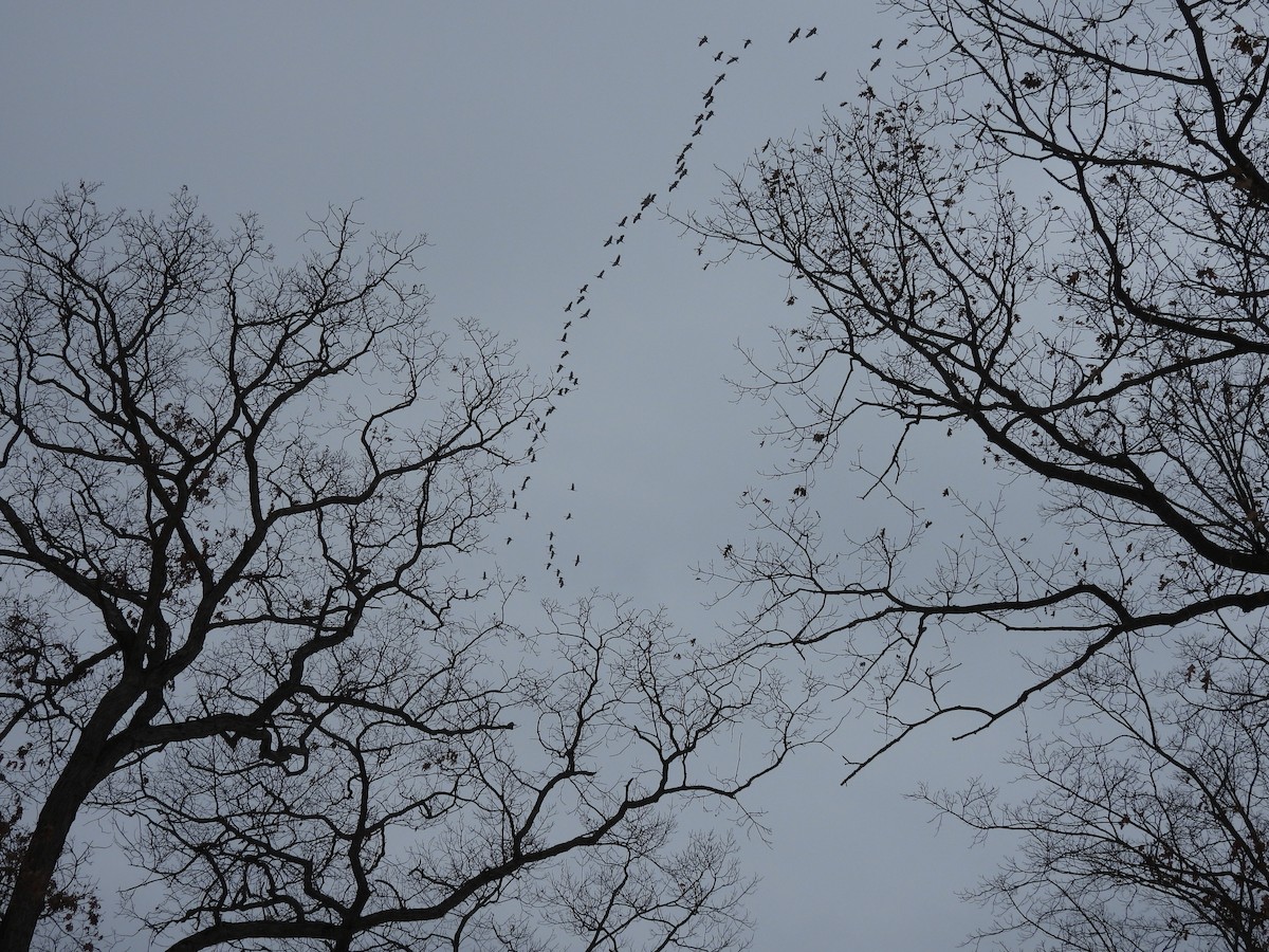 Sandhill Crane - ML646486995