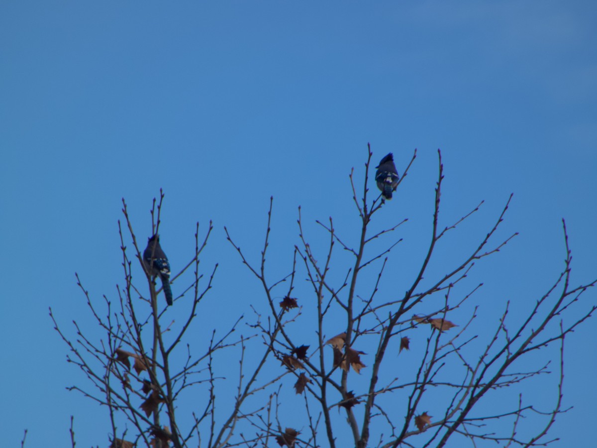 Blue Jay - ML646486996