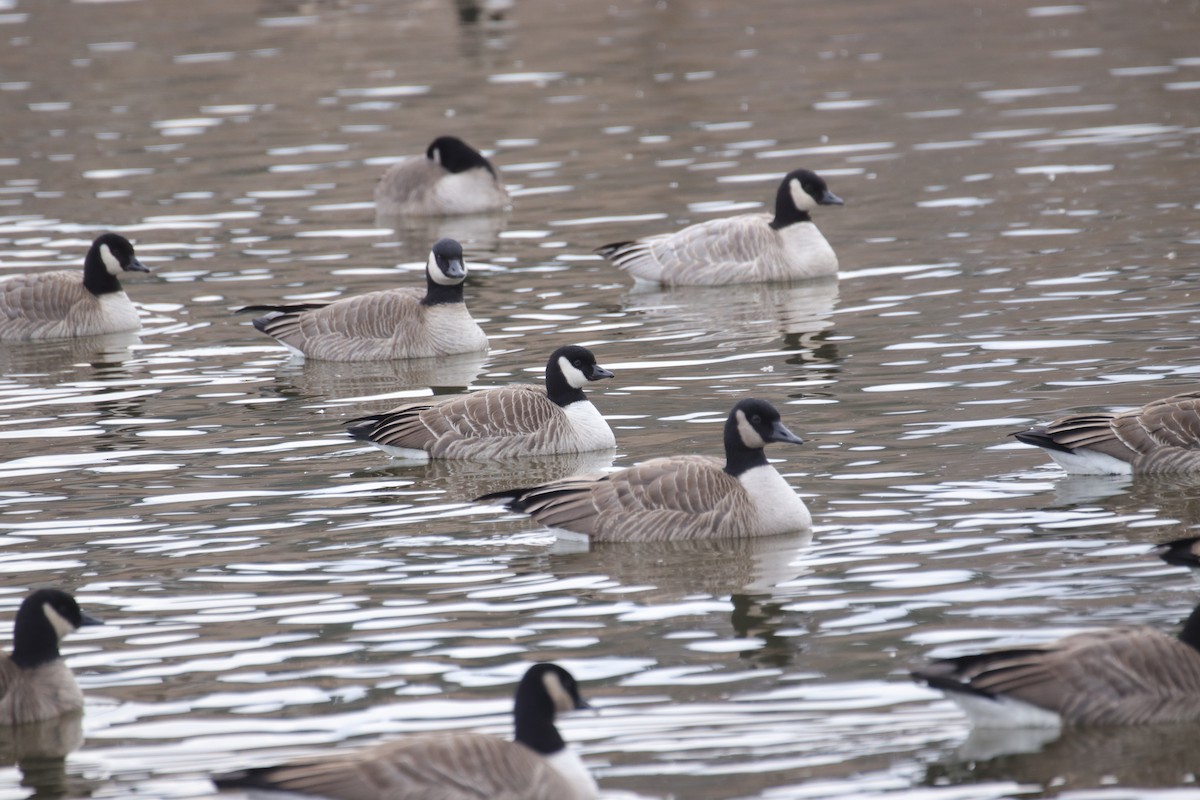 berneška malá - ML646487000